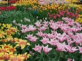 Keukenhof